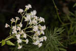 Hammock snakeroot